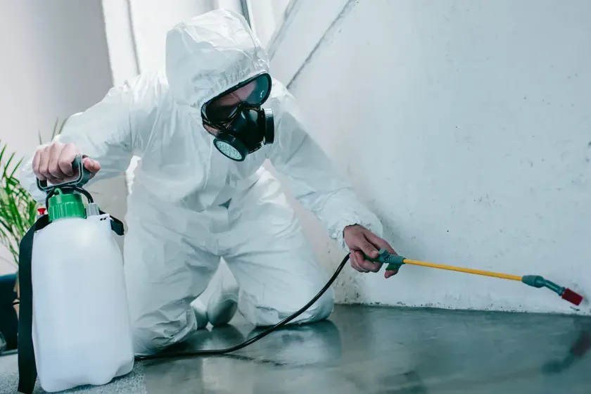 Desinsectación en Mataró — Fumigaciones Mataró