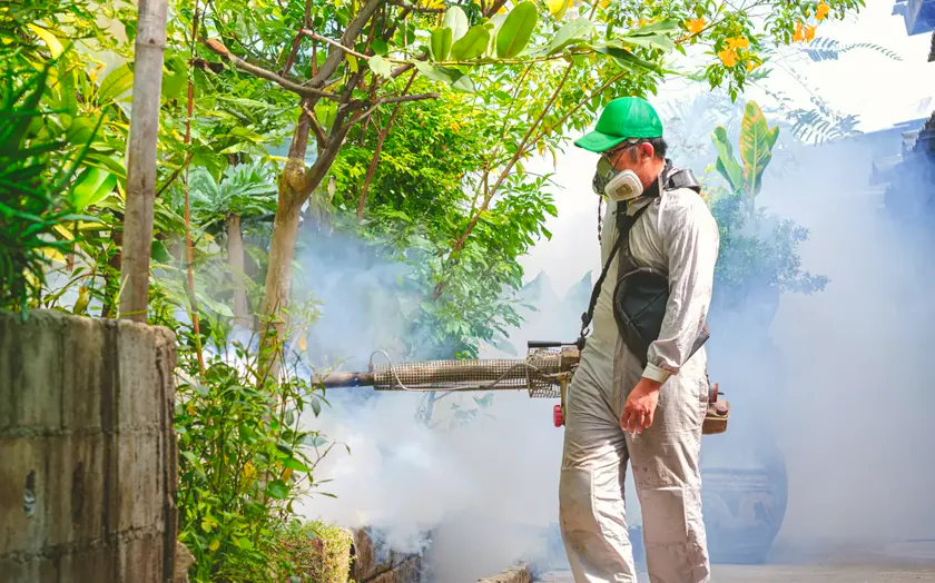 Tratamiento de mosquito tigre en Mataró — Fumigaciones Mataró