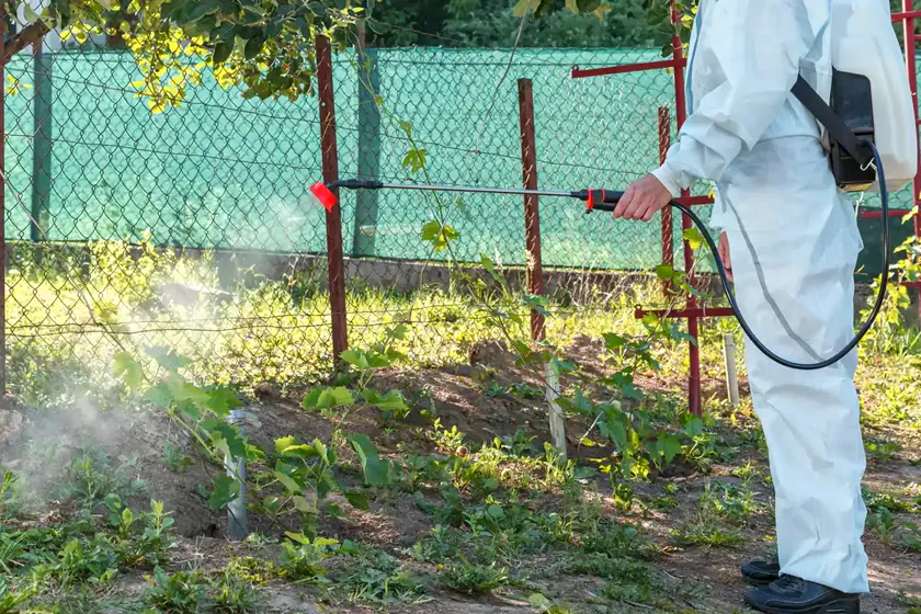 Tratamiento de la procesionaria en Mataró — Fumigaciones Mataró